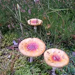Diament Borne Sulinowo