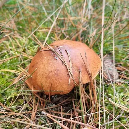 Diament בית הארחה 3*