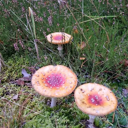 Diament Борне-Сулиново