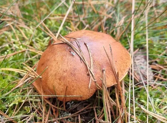 Diament Pensjonat 3*