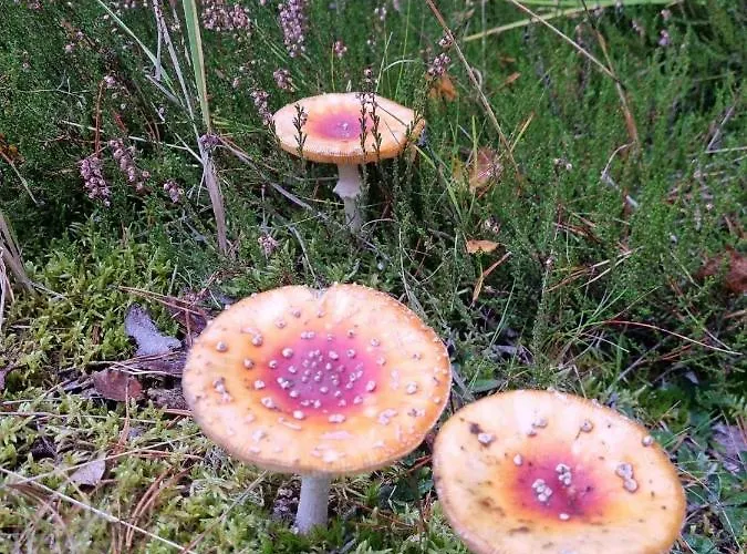 Diament Borne Sulinowo